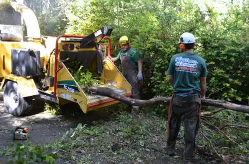 tree services Zebulon